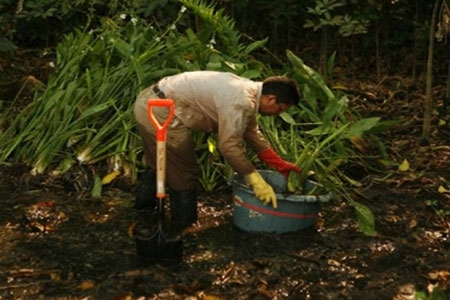 Rescate y preparación del terreno